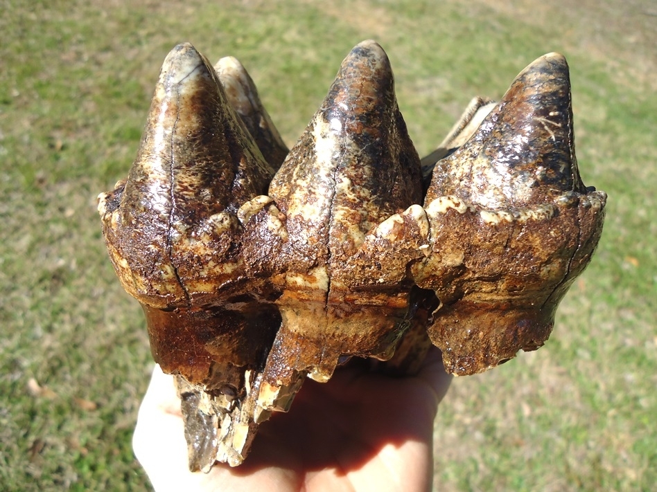 Large image 1 Massive Rooted Colorful Mastodon Tooth