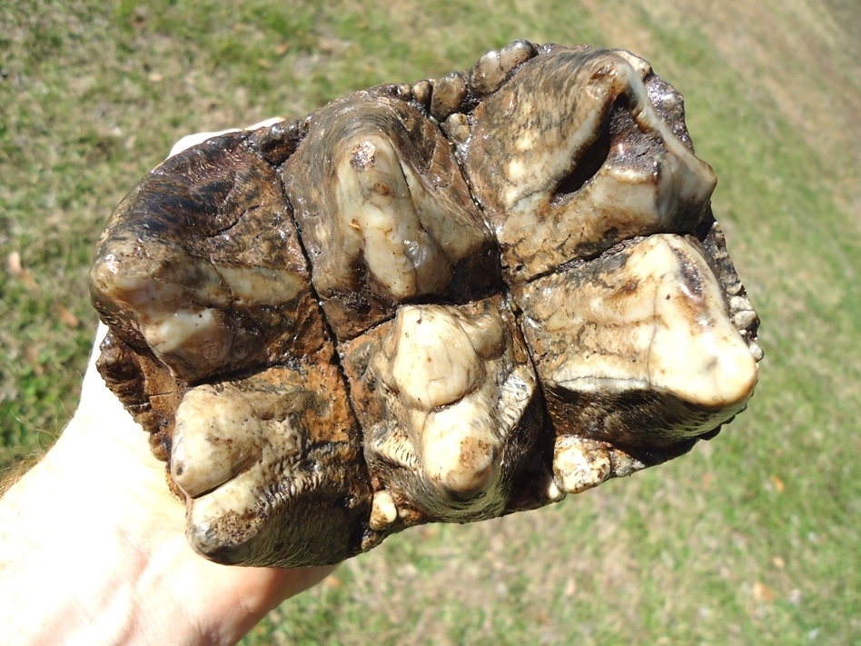 Large image 2 Massive Rooted Colorful Mastodon Tooth