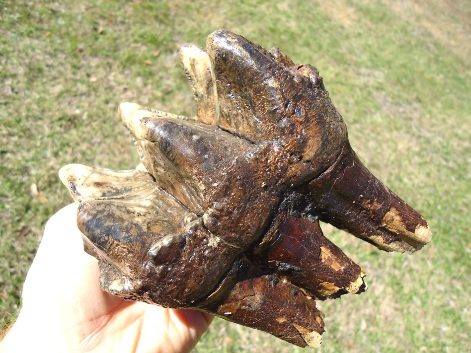 Large image 5 Massive Rooted Colorful Mastodon Tooth