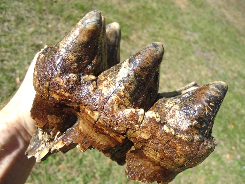 Large image 6 Massive Rooted Colorful Mastodon Tooth