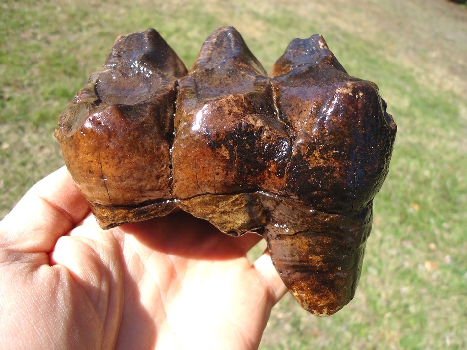 Large image 1 Stunningly Colorful Mastodon Tooth