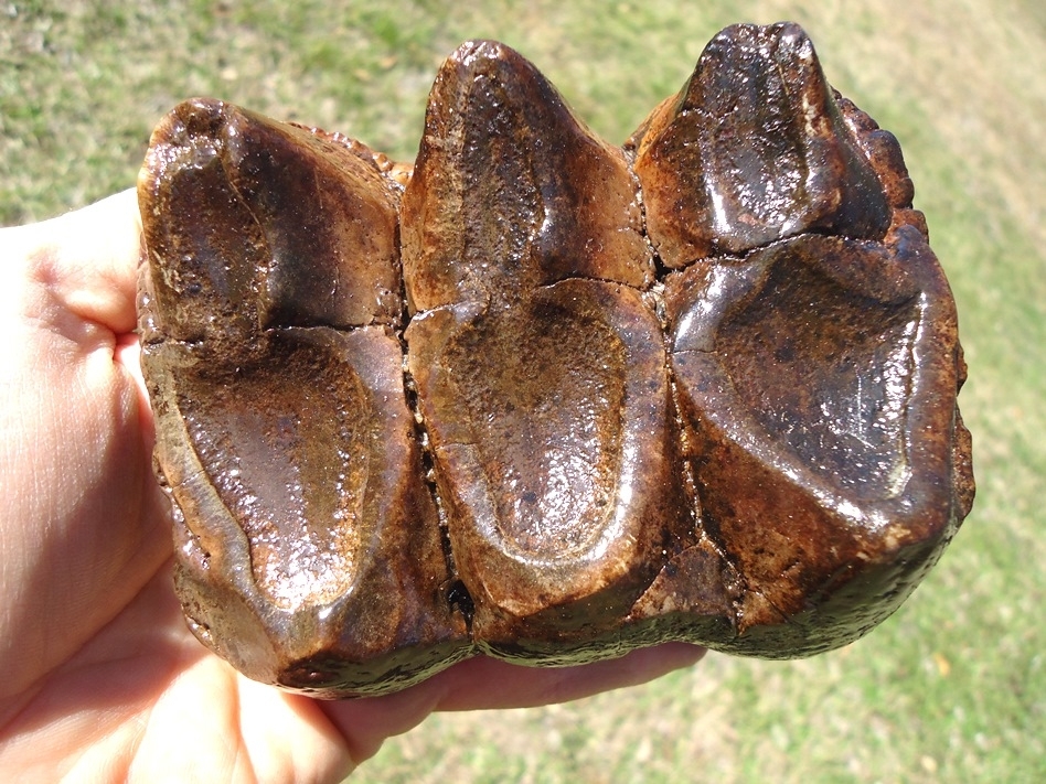 Large image 2 Stunningly Colorful Mastodon Tooth