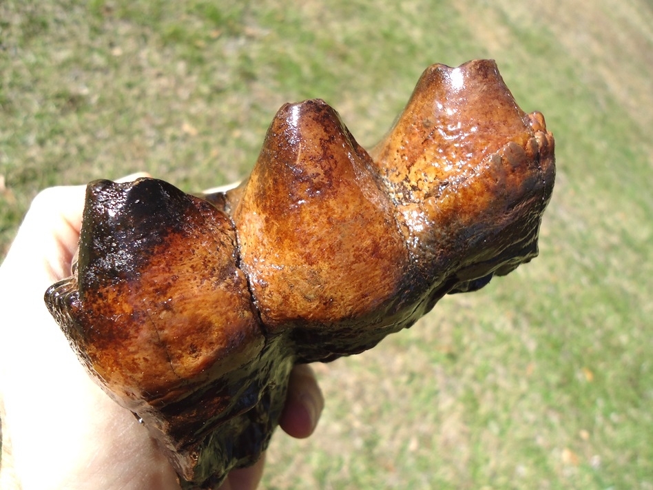 Large image 3 Stunningly Colorful Mastodon Tooth