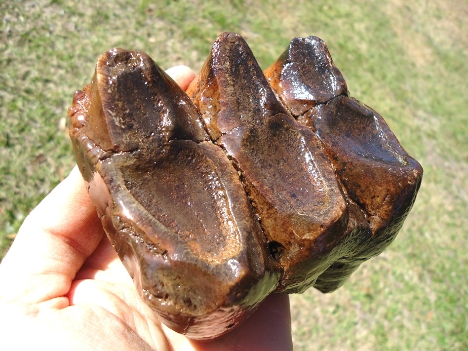 Large image 4 Stunningly Colorful Mastodon Tooth