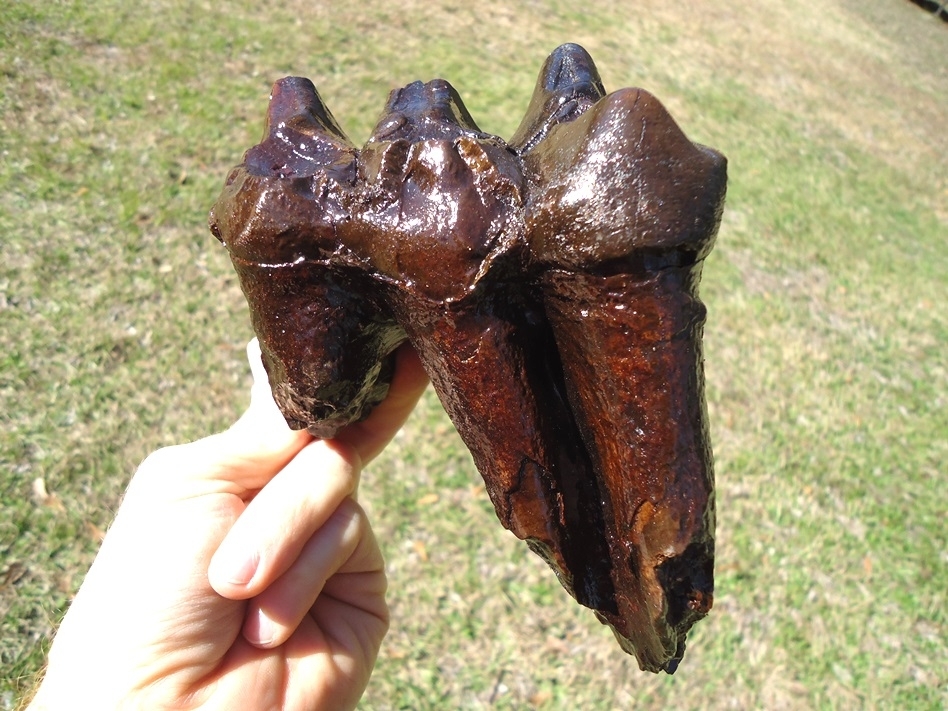 Large image 1 Large Rooted Mastodon Tooth