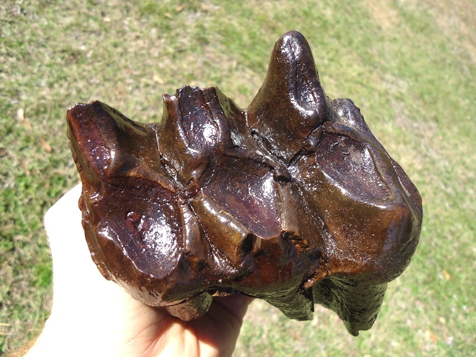 Large image 2 Large Rooted Mastodon Tooth