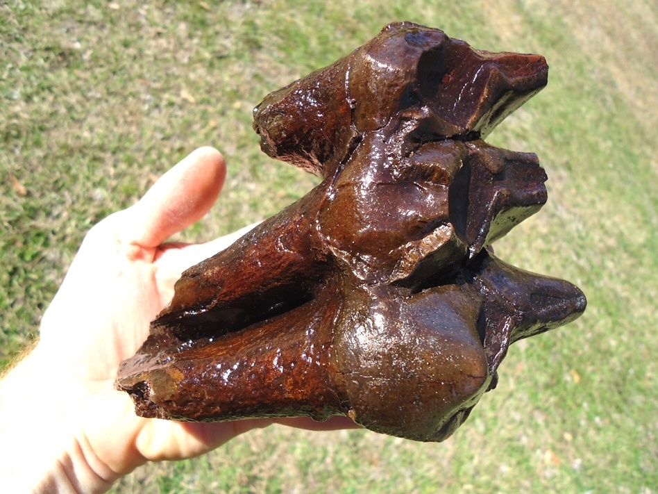 Large image 3 Large Rooted Mastodon Tooth