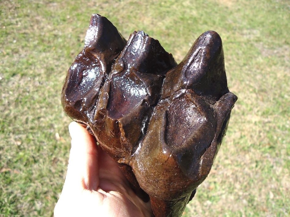 Large image 4 Large Rooted Mastodon Tooth