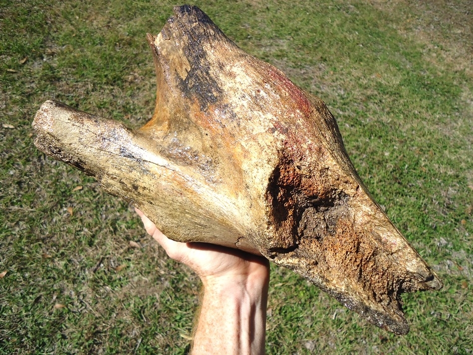 Large image 3 Massive 11lb  Mastodon Pelvis