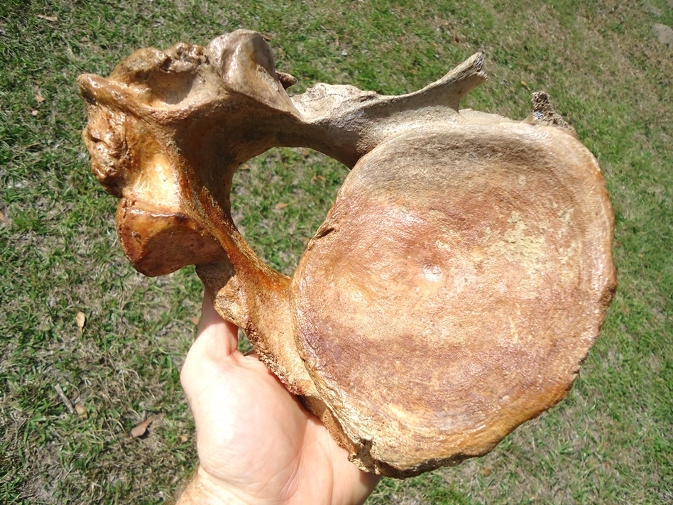 Large image 3 Gorgeous Patina Mastodon Axis Vertebra