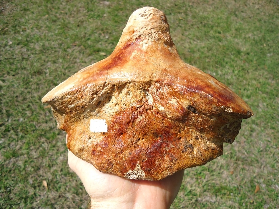 Large image 5 Gorgeous Patina Mastodon Axis Vertebra