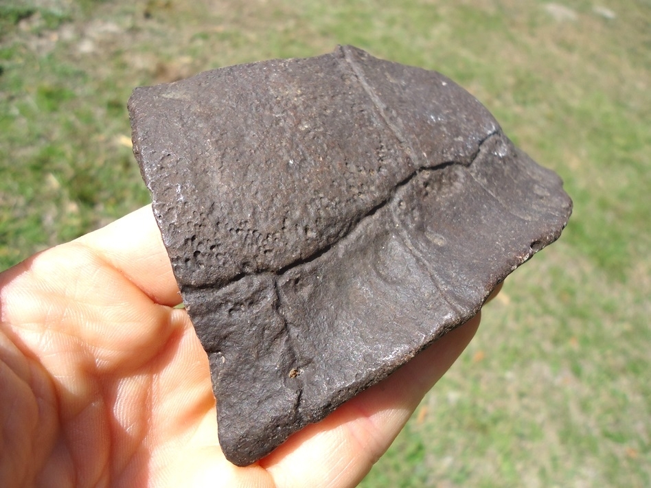 Large image 3 Rare Section of Extinct Giant Box Turtle Shell