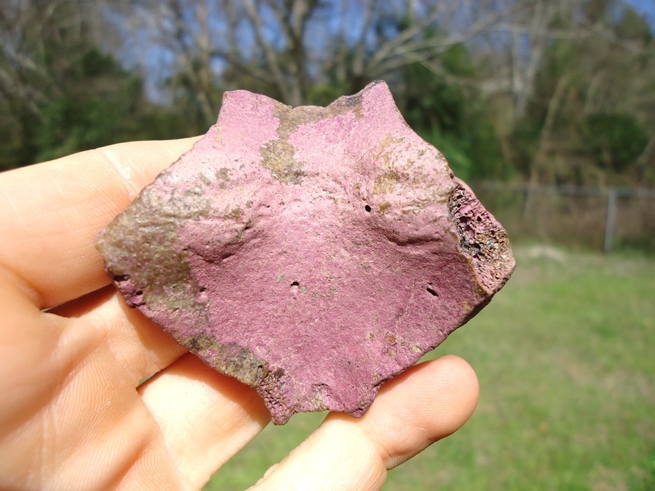 Large image 1 Stunning Pink Algae Stained Turtle Nuchal