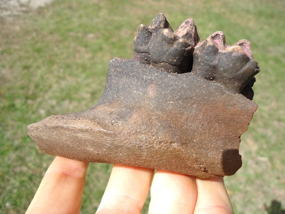 Large image 2 Nice Section of Tapir Maxilla with Two Teeth and Pink Algae