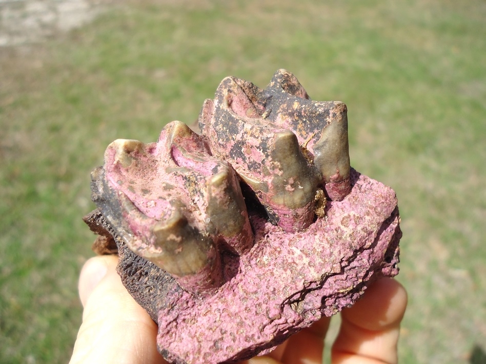 Large image 4 Nice Section of Tapir Maxilla with Two Teeth and Pink Algae