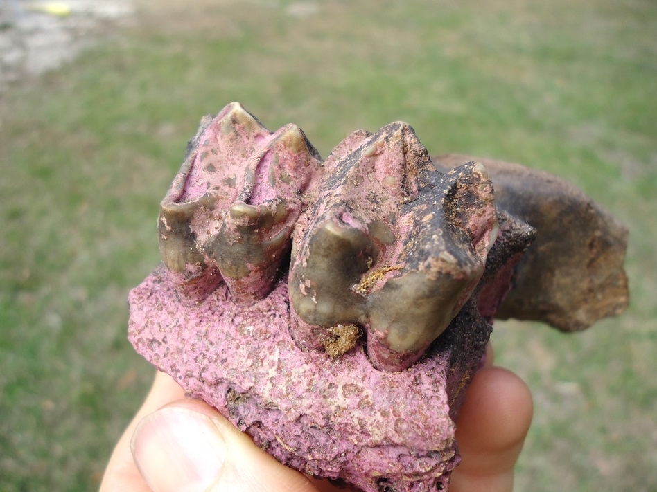 Large image 5 Nice Section of Tapir Maxilla with Two Teeth and Pink Algae