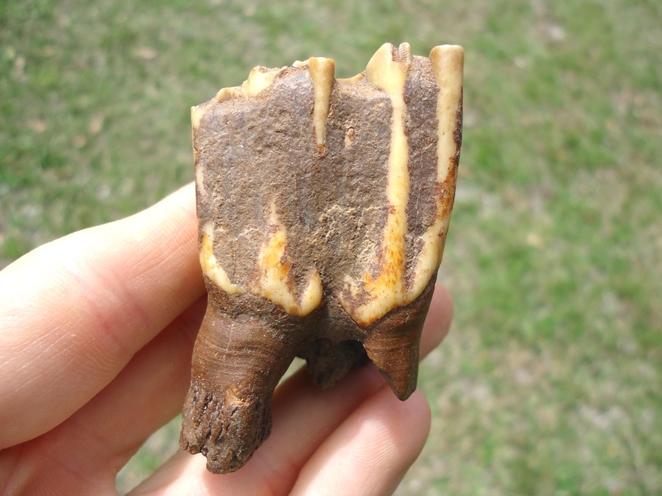 Large image 1 Colorful Bison Upper Molar