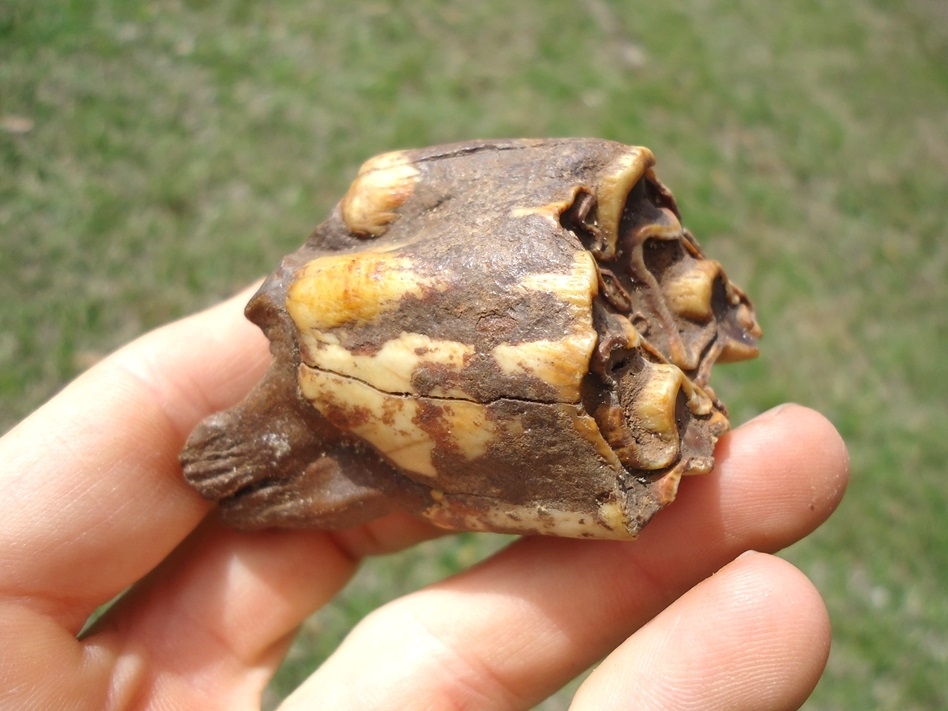 Large image 3 Colorful Bison Upper Molar