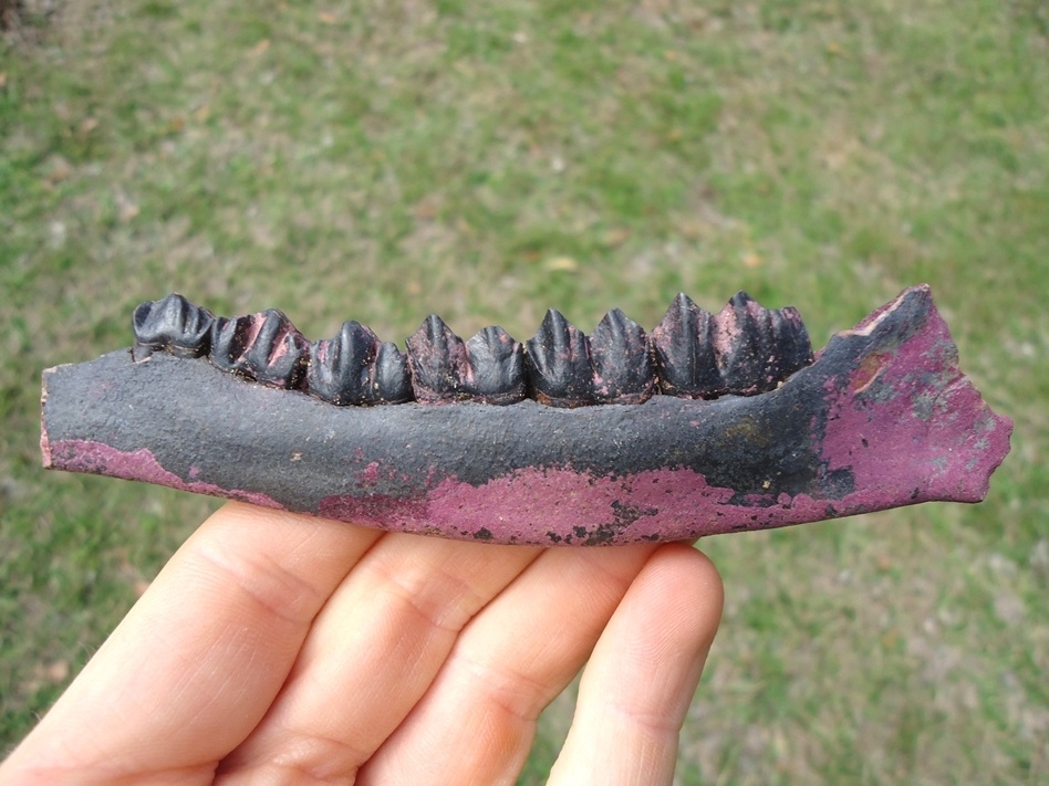 Large image 1 Stunning Deer Mandible with Six Teeth and Pink Algae