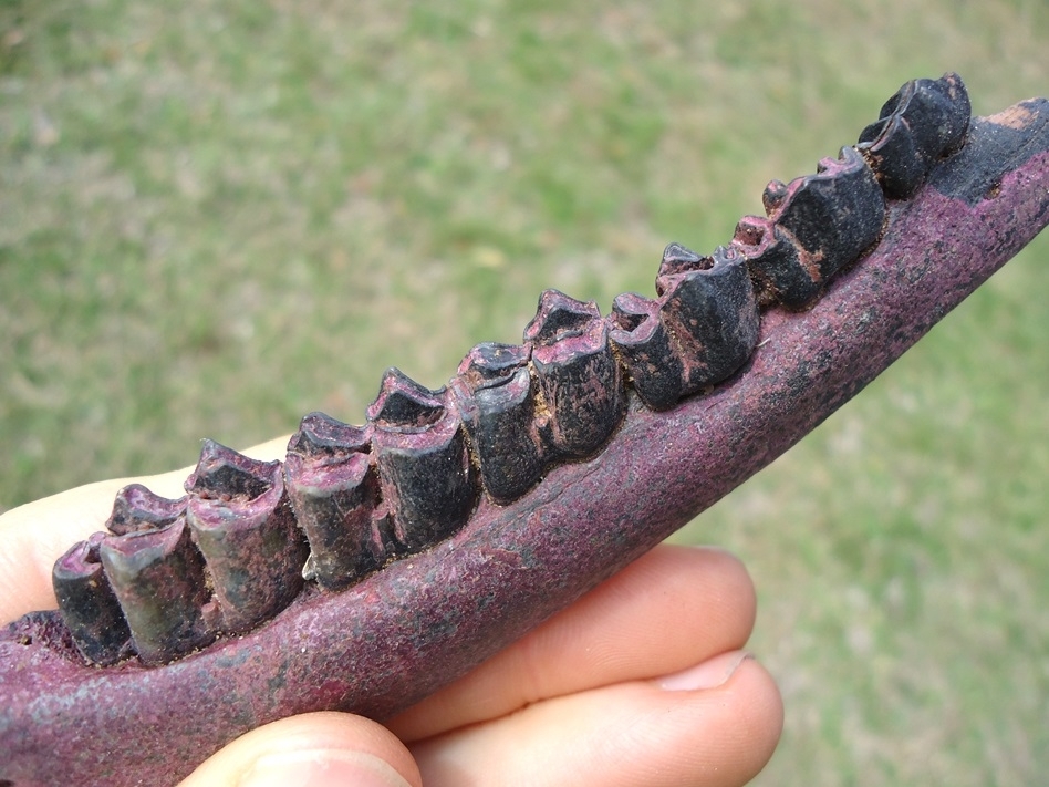 Large image 2 Stunning Deer Mandible with Six Teeth and Pink Algae