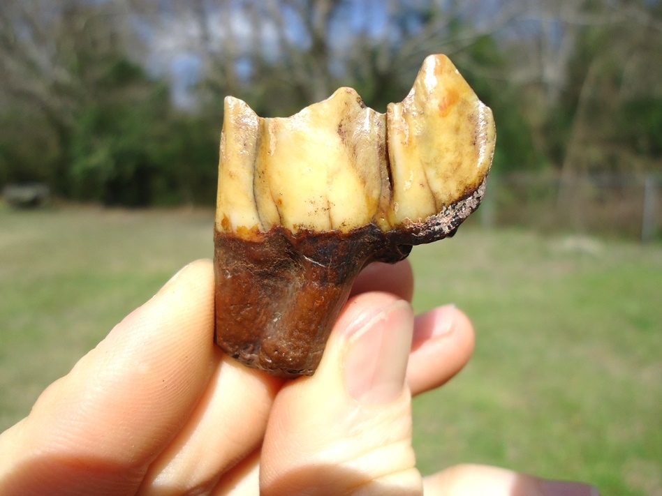 Large image 1 Vibrantly Colorful Llama Molar