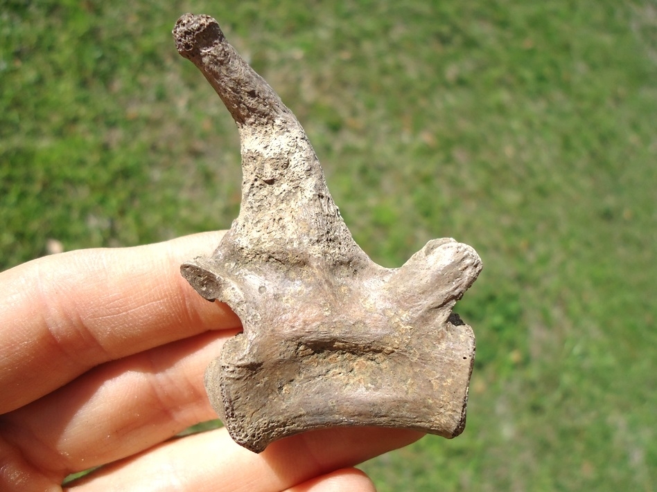 Large image 1 Highly Pathological Alligator Caudal Vertebra