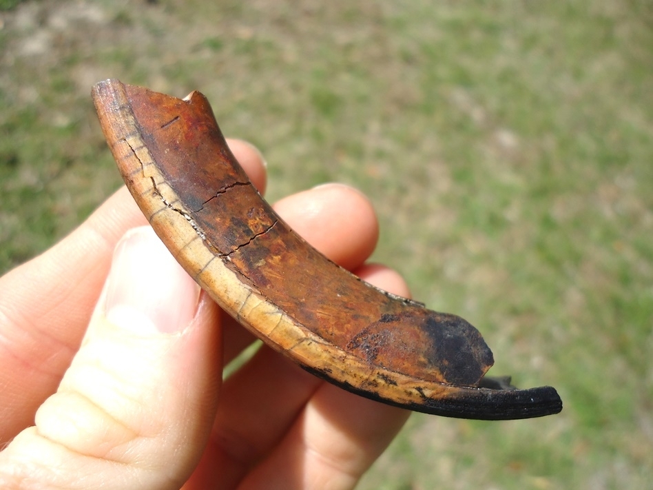 Large image 3 Nice Section of Capybara Incisor