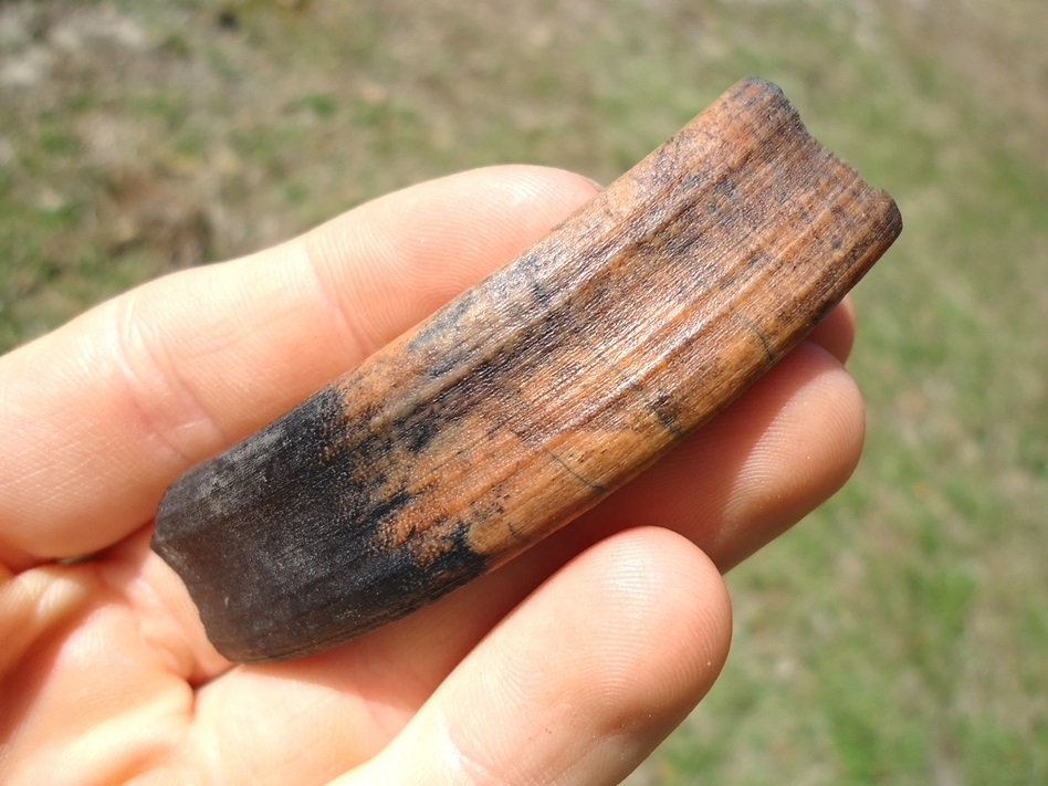 Large image 4 Nice Section of Capybara Incisor