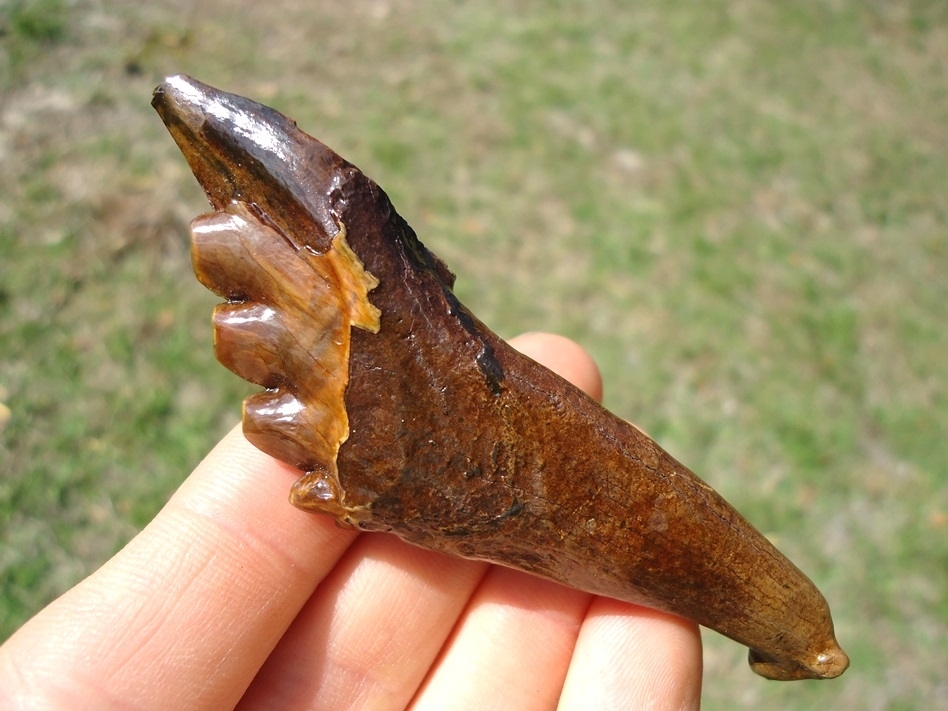 Large image 1 Beautiful Colorful Partial Archaeocete Whale Tooth