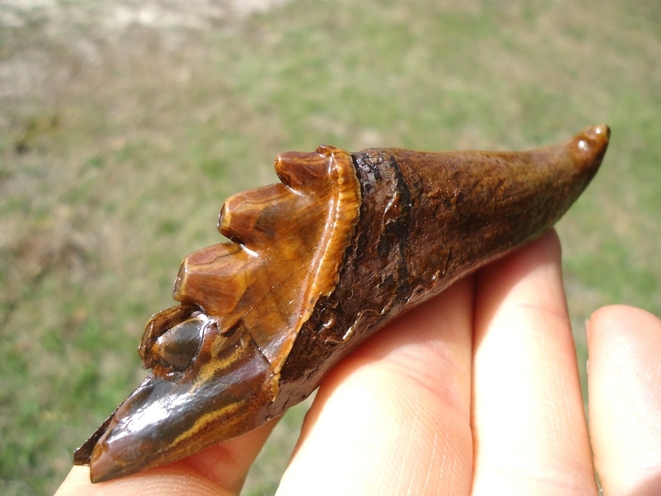 Large image 3 Beautiful Colorful Partial Archaeocete Whale Tooth