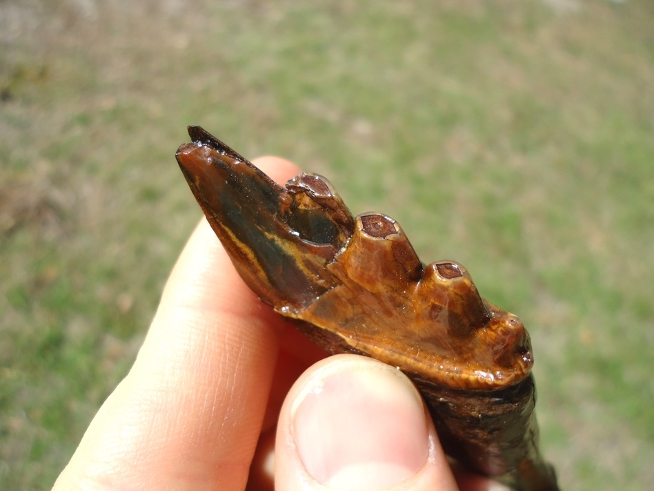 Large image 4 Beautiful Colorful Partial Archaeocete Whale Tooth