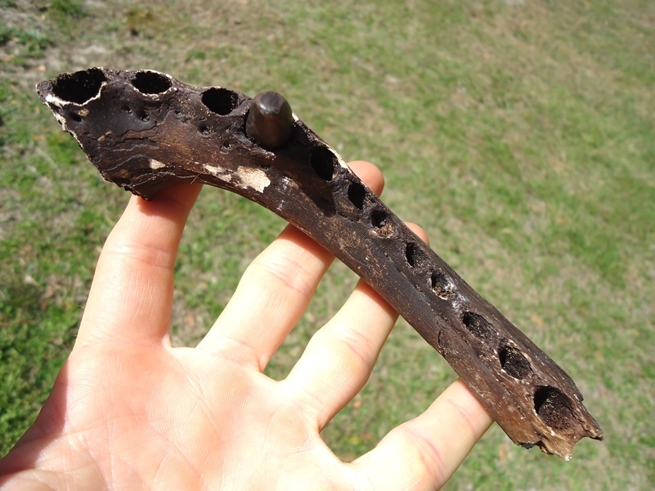 Large image 2 Exceptional Alligator Mandible with One Original Tooth