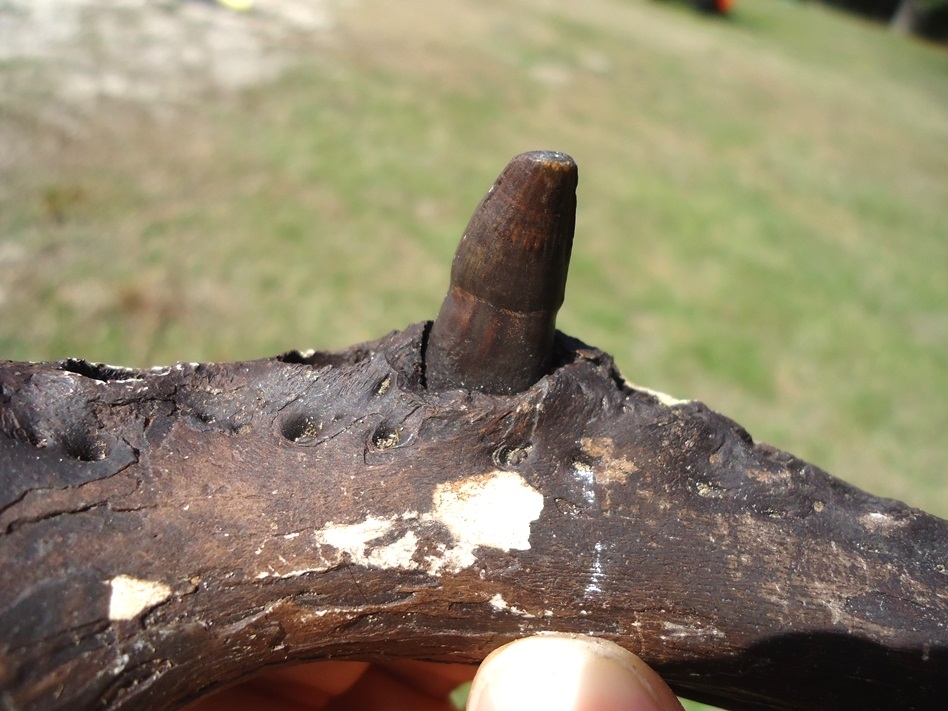 Large image 4 Exceptional Alligator Mandible with One Original Tooth