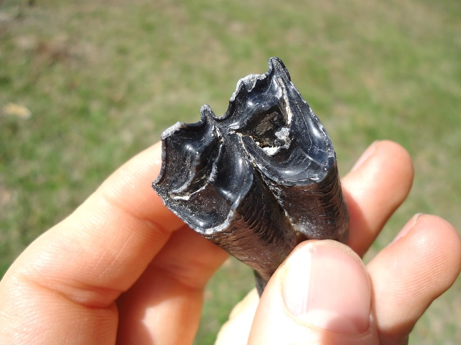 Large image 2 Choice Llama Molar from Leisey Shell Pit