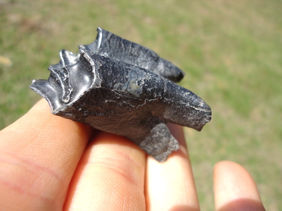 Large image 3 Choice Llama Molar from Leisey Shell Pit