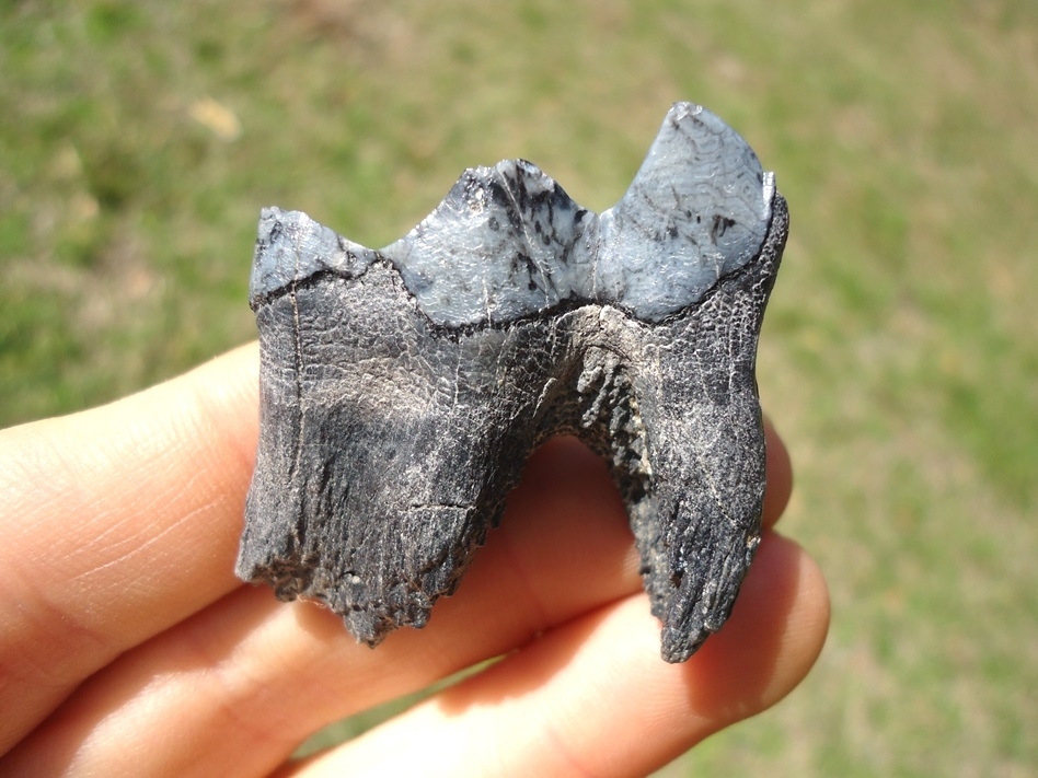 Large image 1 Top Quality Rooted Llama Molar from Leisey Shell Pit