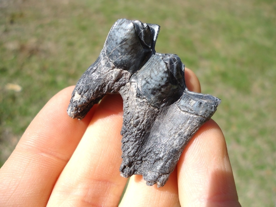 Large image 3 Top Quality Rooted Llama Molar from Leisey Shell Pit