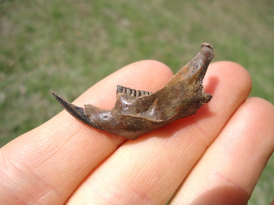 Large image 1 Uncommon Round-tailed Muskrat Mandible