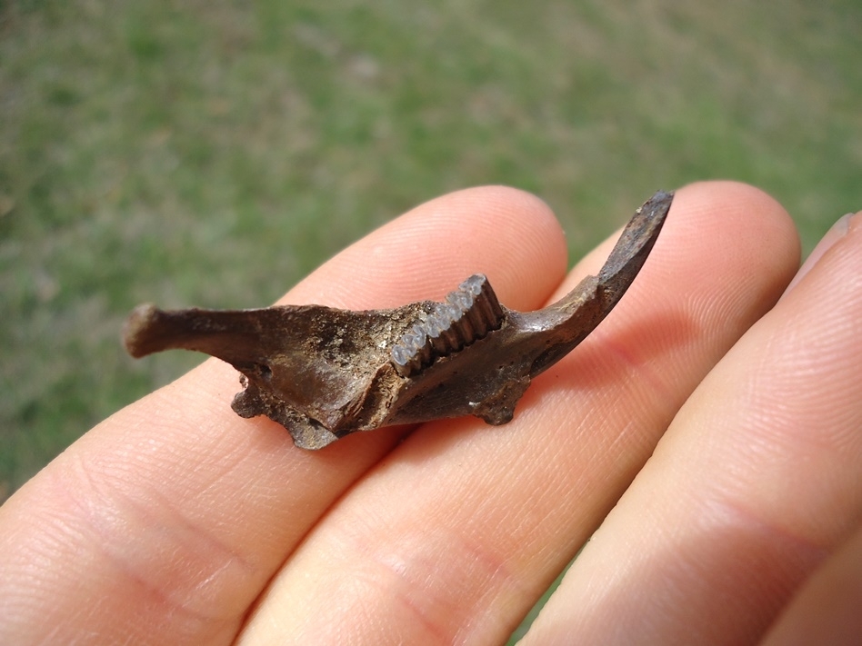 Large image 2 Uncommon Round-tailed Muskrat Mandible