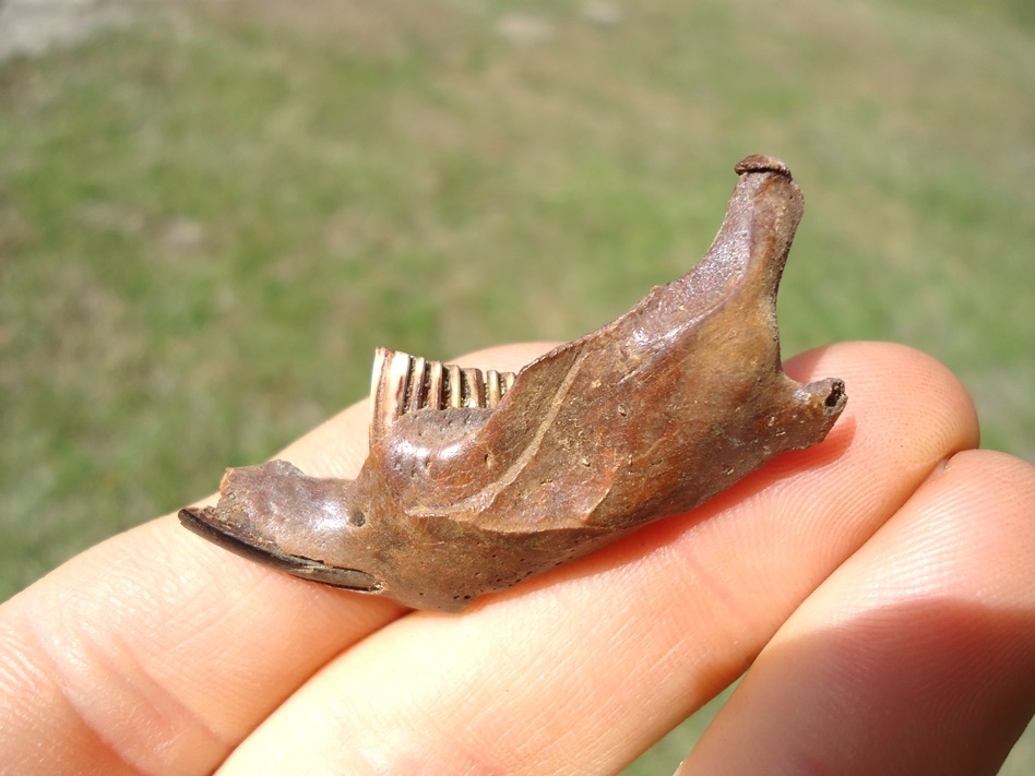 Large image 1 Nice Muskrat Mandible