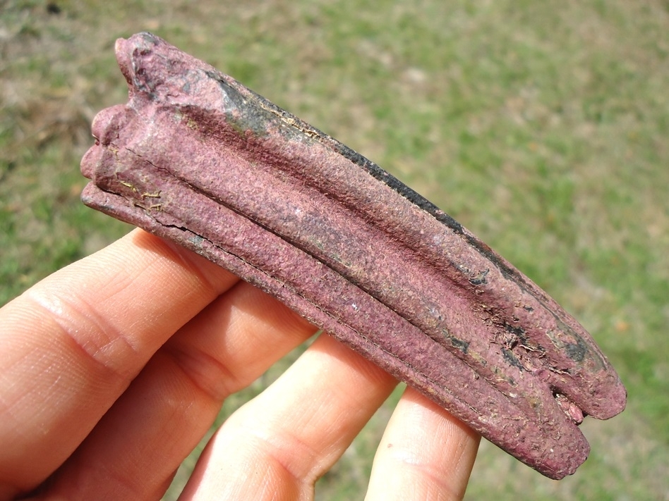 Large image 1 Stunning Pink Algae Horse Lower Molar