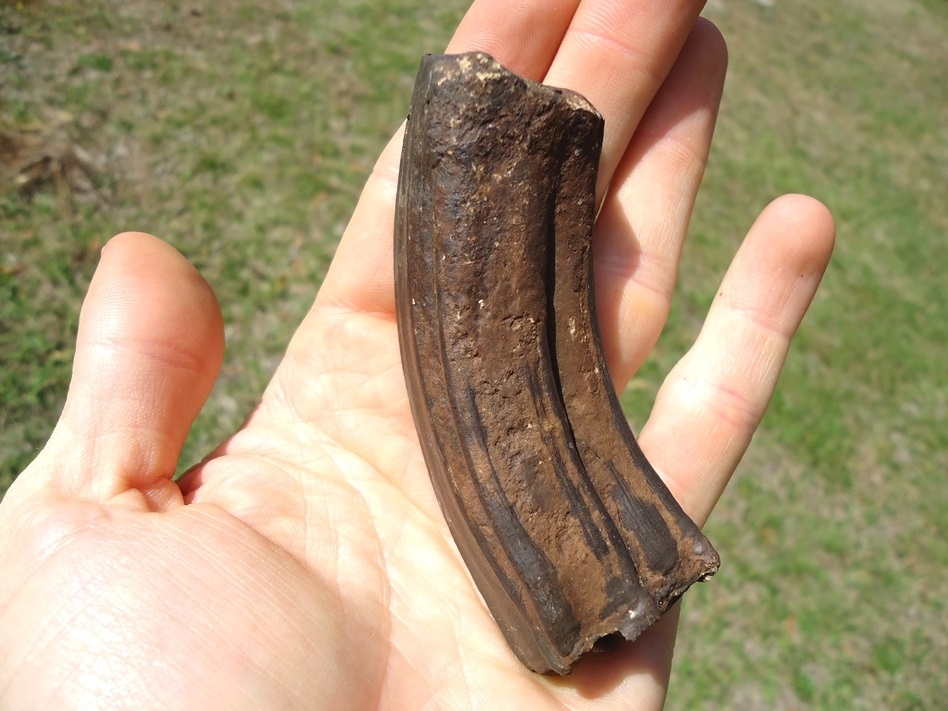 Large image 4 Awesome Curved Horse Molar