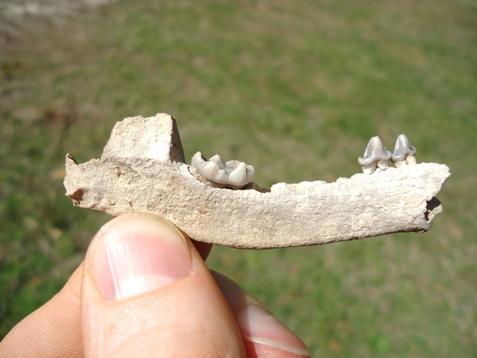 Large image 1 Nice Raccoon Mandible with Three Perfect Teeth