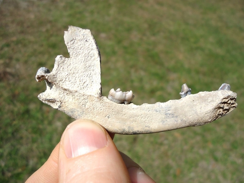 Large image 1 Nice Raccoon Mandible with Three Teeth