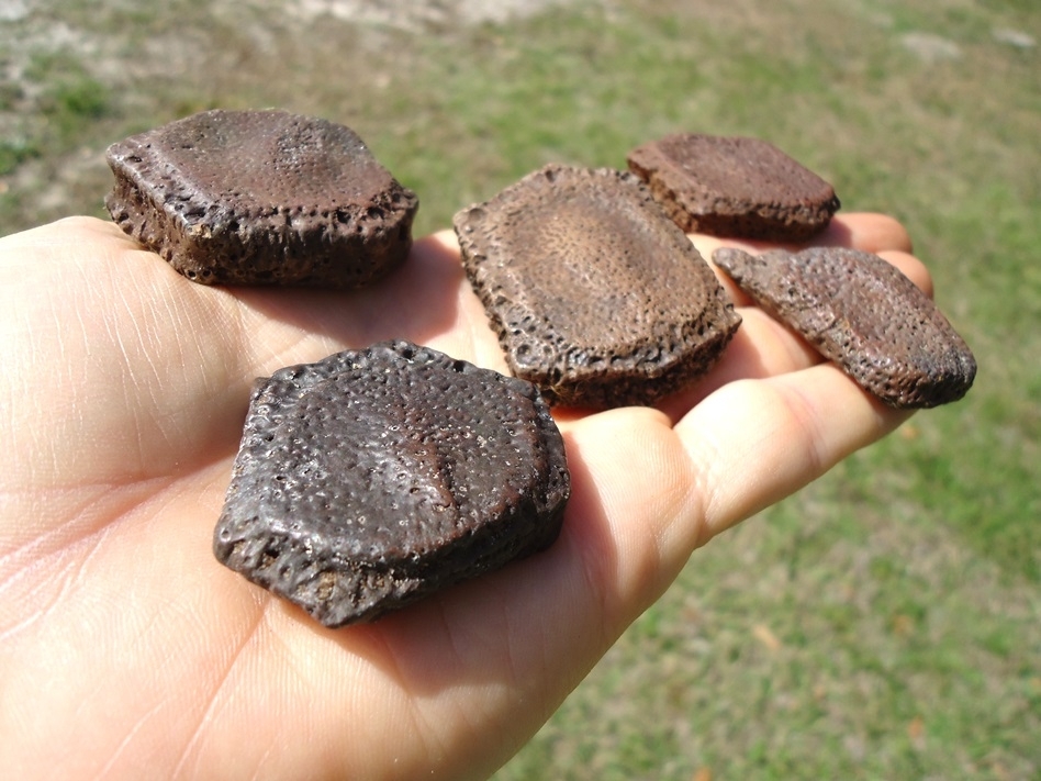 Large image 1 Five Choice Giant Armadillo Scutes