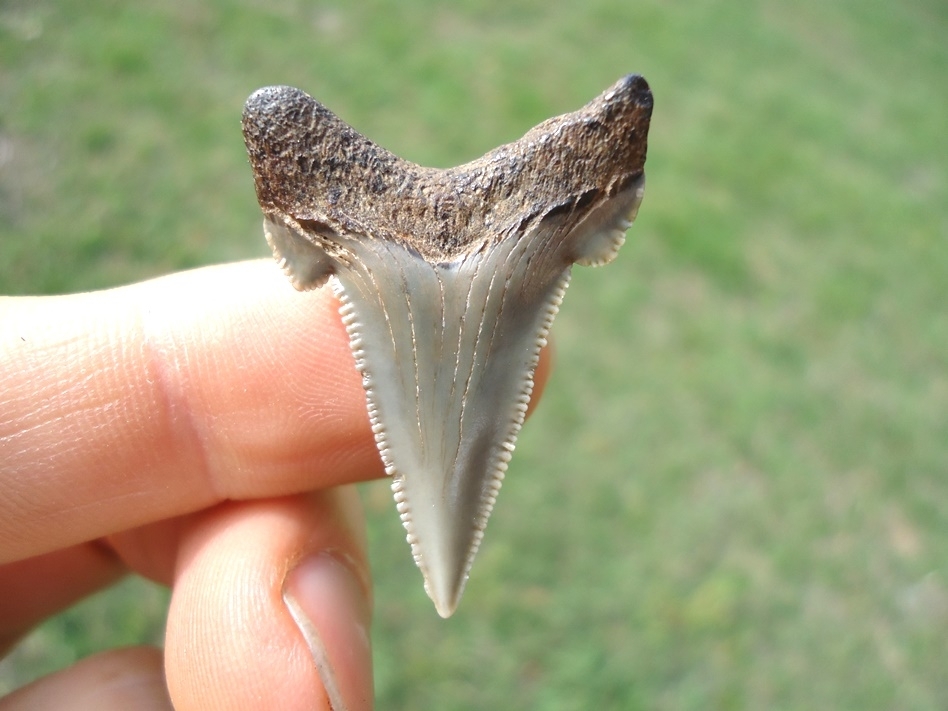 Large image 1 Rare Alabama Auriculatus Shark Tooth