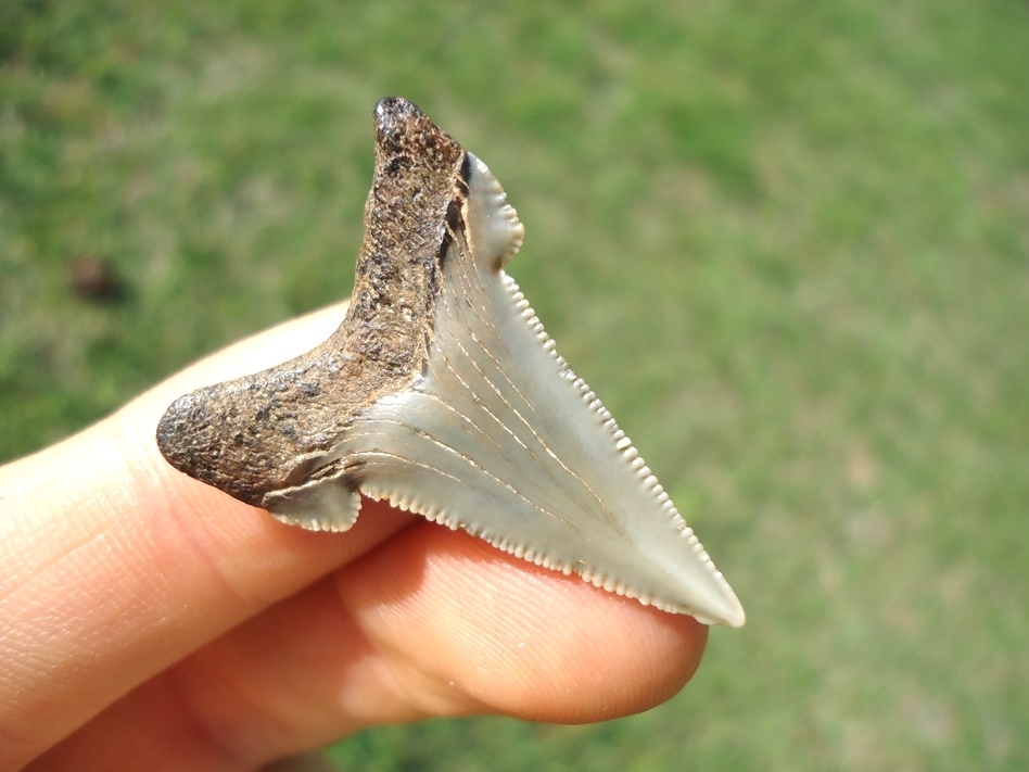 Large image 3 Rare Alabama Auriculatus Shark Tooth