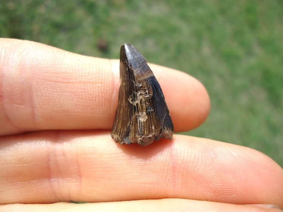 Large image 1 Rare Alabama Mosasaur Tooth