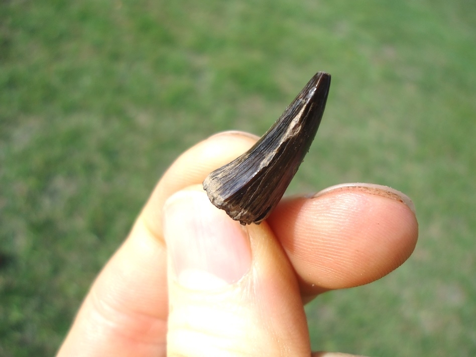 Large image 2 Rare Alabama Mosasaur Tooth