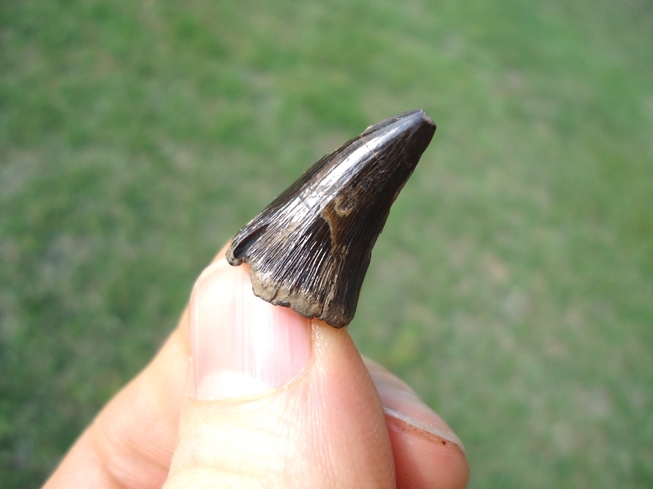 Large image 3 Rare Alabama Mosasaur Tooth